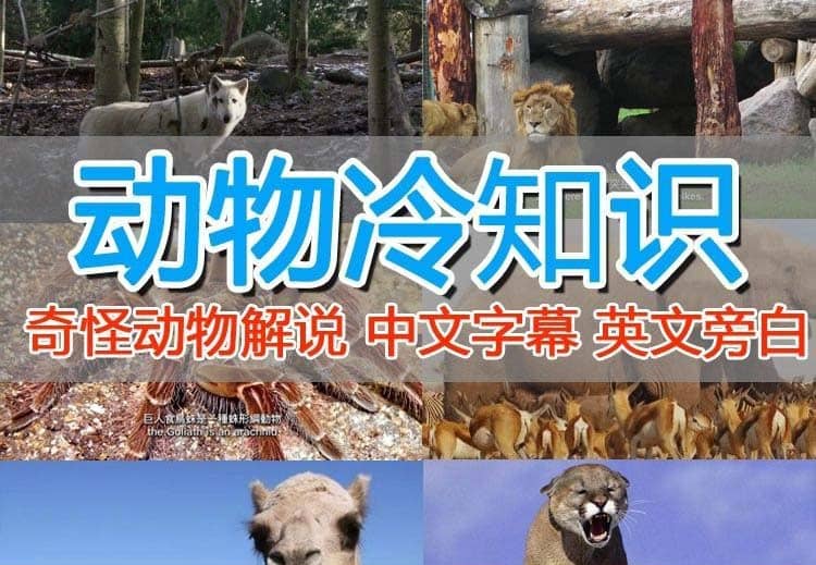 外面卖1699的国外纪录片解说（动物解说、美食、动画片）稳过中视频-天天有课网